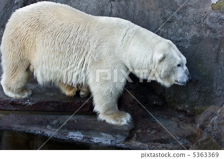 Polar bear 5363369