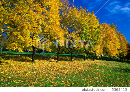 yellow maples 5363413