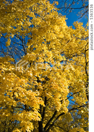 Maple in Fall Maple in Fall 5363536