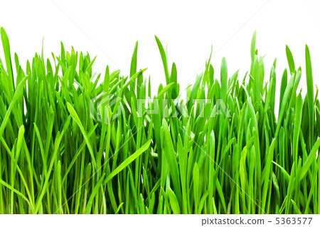 Grass 5363577