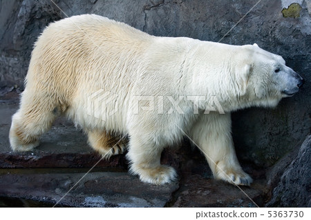 Polar bear 5363730