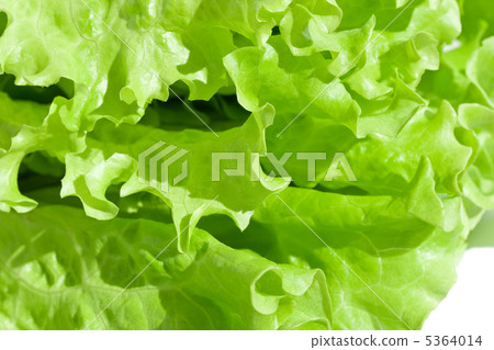 Lettuce 5364014