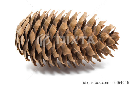 Pine cone Pine cone 5364046