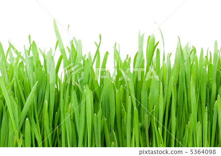 Green grass Green grass 5364098