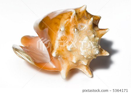 Sea shell 5364171