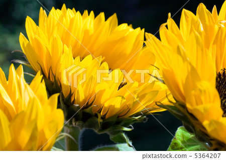 Sunflowers Sunflowers 5364207