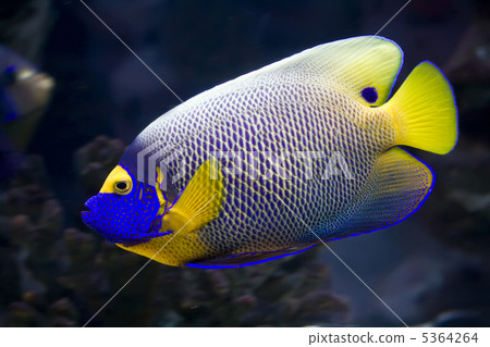 Angelfish 5364264