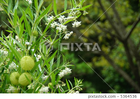 八月富森土田/馬鈴薯家庭06 5364536