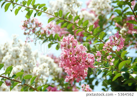 August Culverberry · Miso Hagi 36 5364562