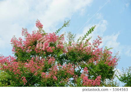 August Culverberry · Miso Hagi Department 35 5364563