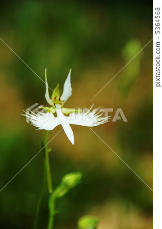 八月Sagisou·奔跑學校46 八月Sagisou·奔跑學校46 5364568