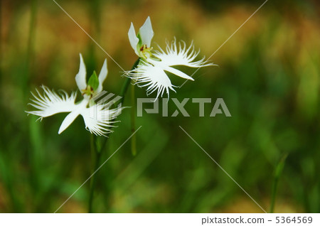 八月Sagisawa·奔跑學校45 八月Sagisawa·奔跑學校45 5364569