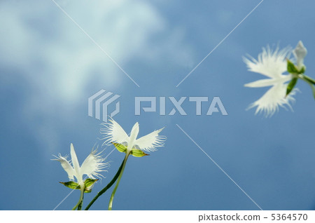 八月Sagisou·Orchidaceae 44 5364570