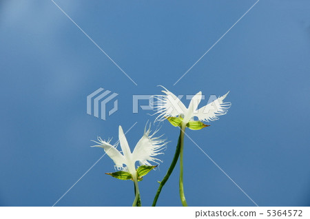 八月薩吉蘇·蘭花系42 5364572