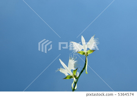 八月薩吉蘇·蘭花家族40 5364574