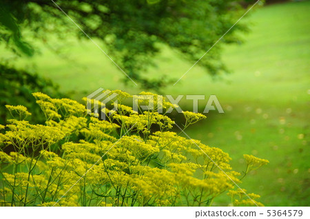 August Ominae and Ominaeidae 51 5364579