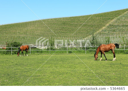 Horses on the pasture. Piedmont, Italy. 5364665