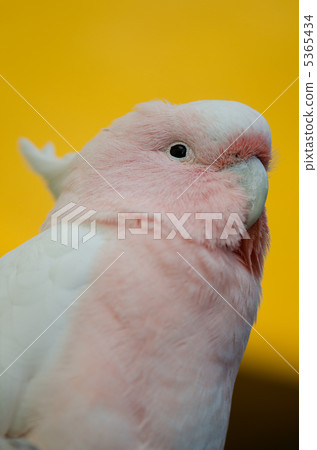 Momoiroo upper body Momoiroo upper body 5365434