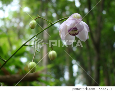 Renge goshoma Renge goshoma 5365724