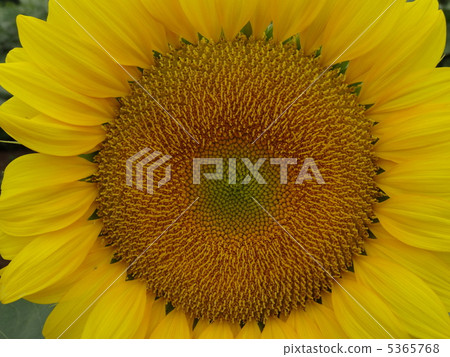 Sunflower Up 5365768