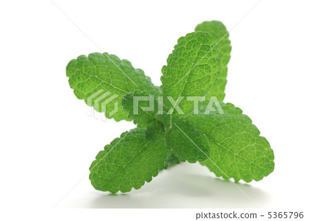 Apple mint 5365796