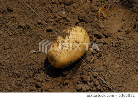 Potatoes Potatoes 5365851