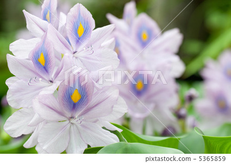 Water hyacinth 5365859