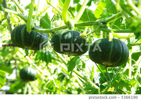 Pumpkin in pumpkin field of tunnel cultivation 5366190
