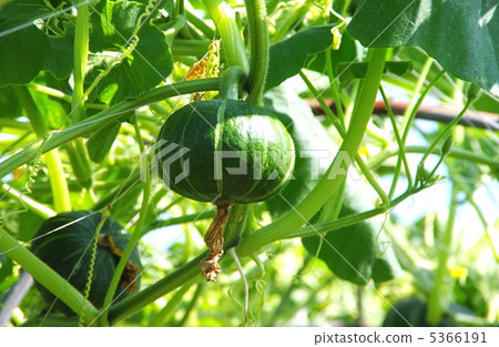 Pumpkin in pumpkin field of tunnel cultivation Pumpkin in pumpkin field of tunnel cultivation 5366191