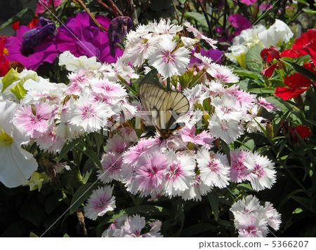 Utsuba絲綢和Nadesico花 Utsuba絲綢和Nadesico花 5366207