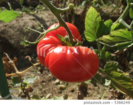 Deformed tomatoes 5366249