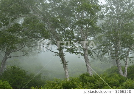 White birch forest in fog White birch forest in fog 5366338