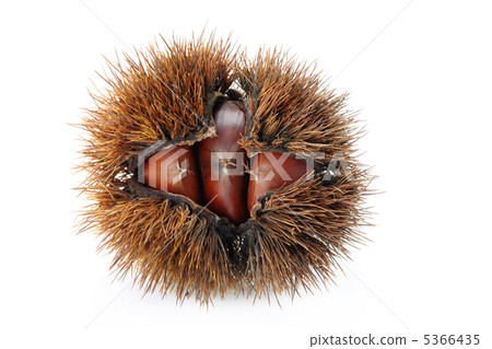 井栗 井栗 5366435