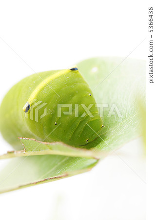 Aesusgeiga年齡幼蟲 5366436