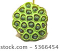 Lotus Fruits 03 Lotus Fruits 03 5366454