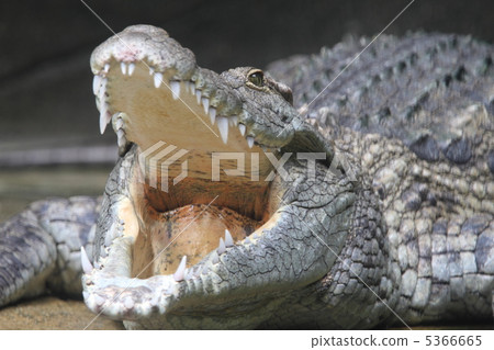Nile crocodile Nile crocodile 5366665
