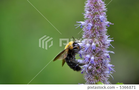Kimnekuma蜜蜂和茴香Hisop 5366871