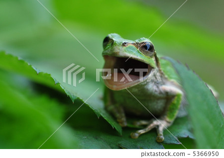 你可以聽到青蛙歌曲 你可以聽到青蛙歌曲 5366950
