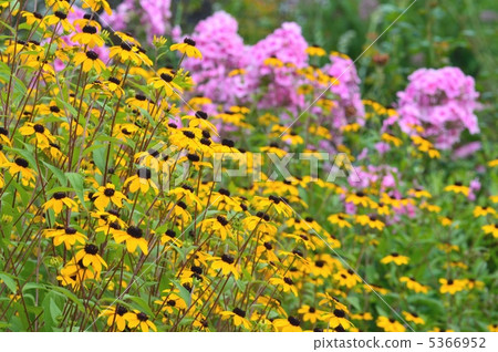 Rudobekia Rudobekia 5366952