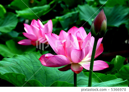 Lotus flower Lotus flower 5366978