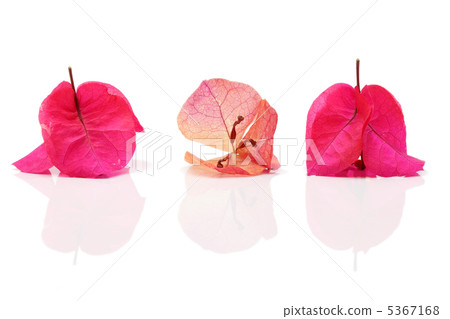 Bougainvillea 5367168