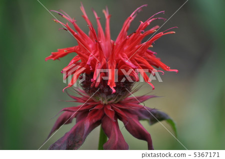 Thai tallow tree Thai tallow tree 5367171