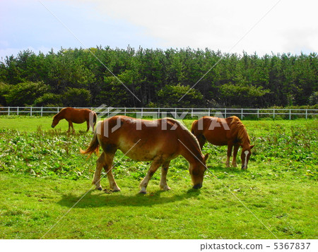一匹吃草的冷馬 一匹吃草的冷馬 5367837