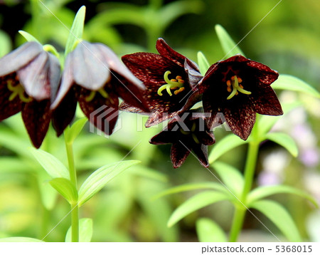 Black lily 5368015