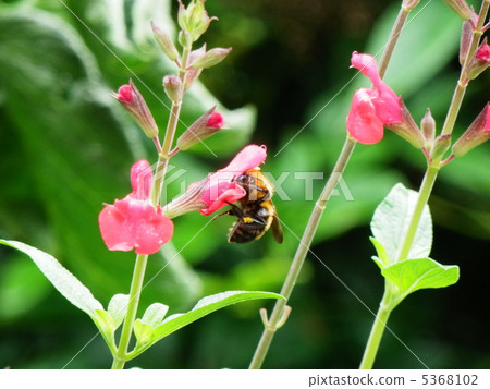 Pink sage and bees 5368102