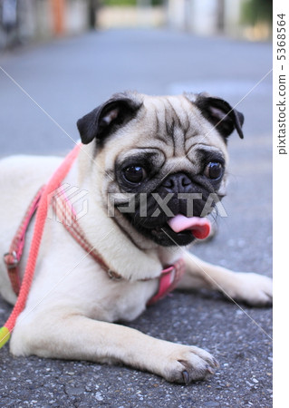 Summer bate Summer bate 5368564