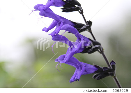 Murasaki Salvia 5368629
