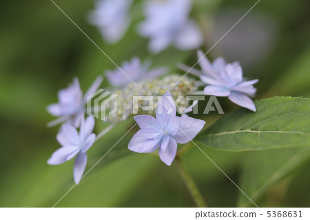 Shichidanka 5368631