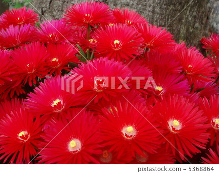 Matsubagiki（紅色） 5368864