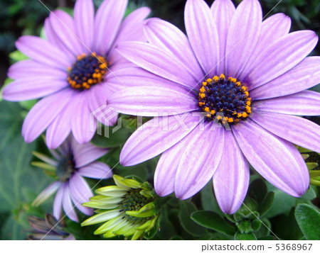 Osteopedemal（淺紫色）：Dimorphoseca 5368967